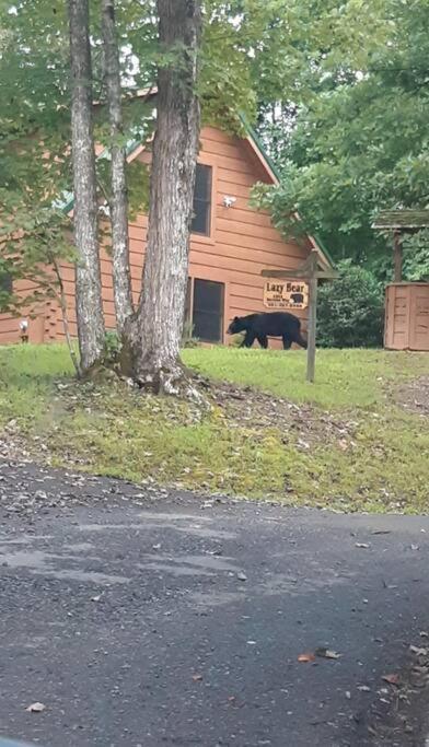 Lazy Bear Cabin Sevierville Exterior foto